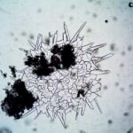 Construire un Microscope Électronique DIY: Guide des Composants et Coûts