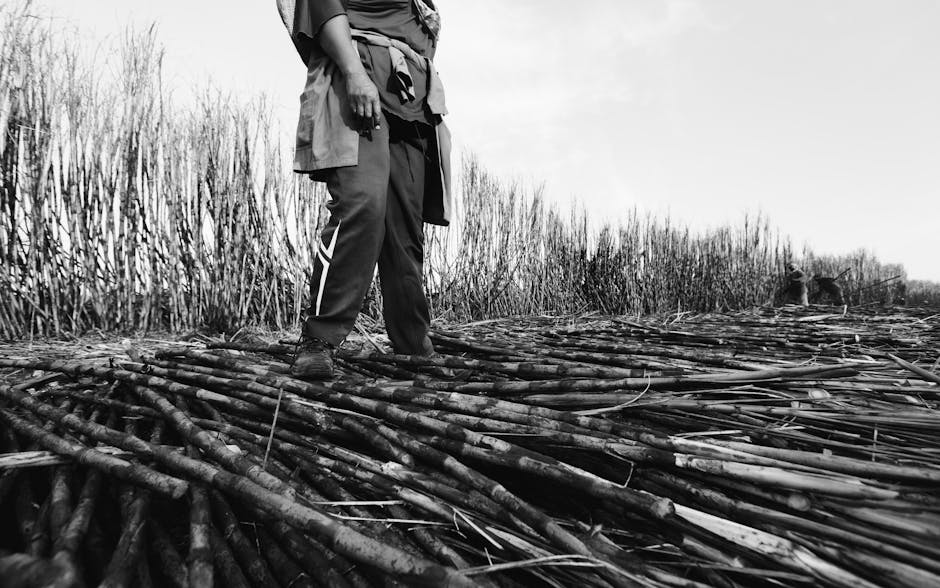 Compléments Alimentaires : Dangers, Réglementation et Efficacité | Enquête Choc