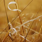 Comment Affûter une Pelle de Jardin Efficacement : Le Guide Complet