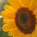 Mythe de la Combinaison des Protéines Végétales : La Vérité pour Végétariens et Végétaliens