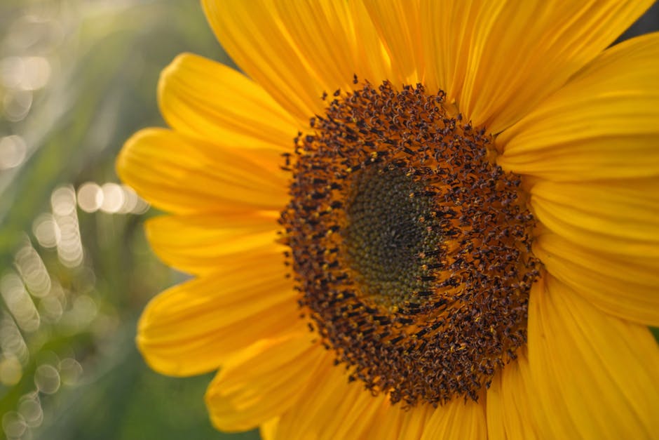 Mythe de la Combinaison des Protéines Végétales : La Vérité pour Végétariens et Végétaliens