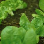 Que Planter en Novembre au Jardin : Guide Complet par Zone Climatique