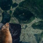 Le mystère du sommeil aquatique : Comment les animaux marins se reposent-ils ?