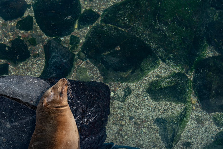 Le mystère du sommeil aquatique : Comment les animaux marins se reposent-ils ?