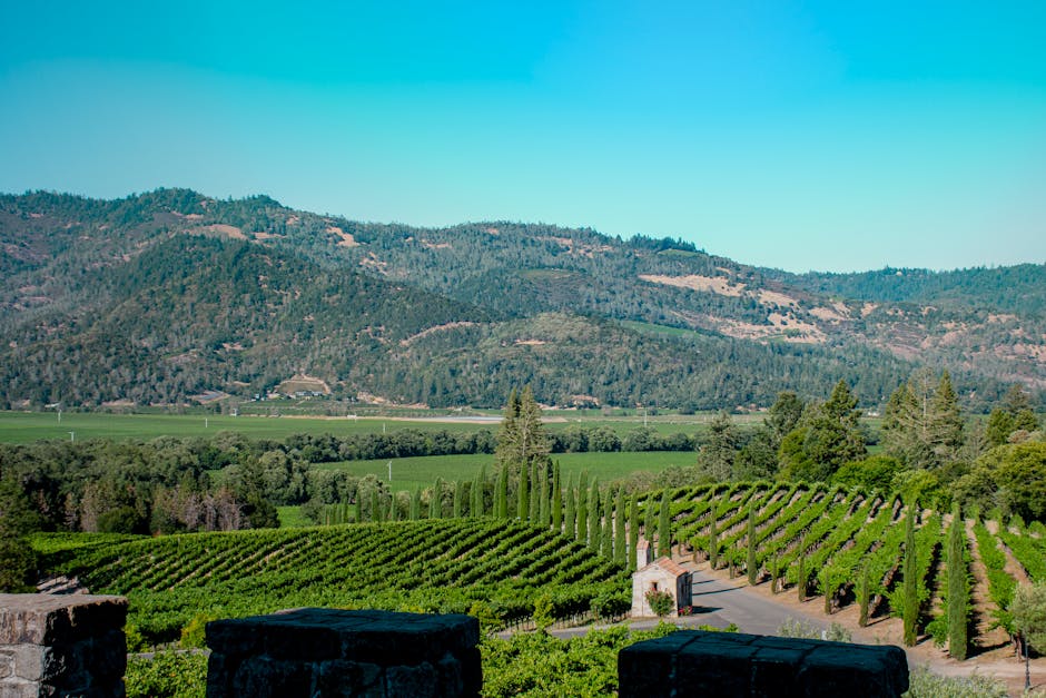 Guide Complet pour Visiter la Napa Valley : Vins, Gastronomie et Activités