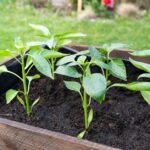 Construire un Potager Surélevé Durable : Technique Yakisugi et Jardinage Biologique