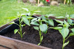Construire un Potager Surélevé Durable : Technique Yakisugi et Jardinage Biologique