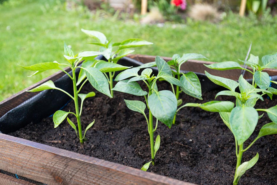 Construire un Potager Surélevé Durable : Technique Yakisugi et Jardinage Biologique