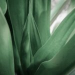 Classification des Plantes : Comprendre les Types et l’Évolution