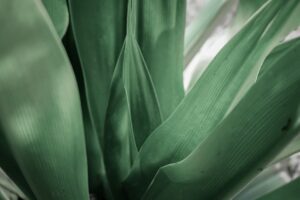 Classification des Plantes : Comprendre les Types et l'Évolution