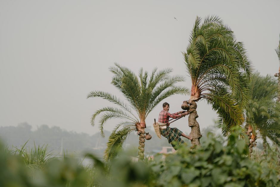 L'Huile de Palme : Comprendre son Impact et Choisir des Alternatives Durables