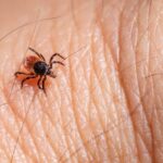 Borrelia Miyamotoi : Le Mystère d’une Maladie Rare Transmise par les Tiques