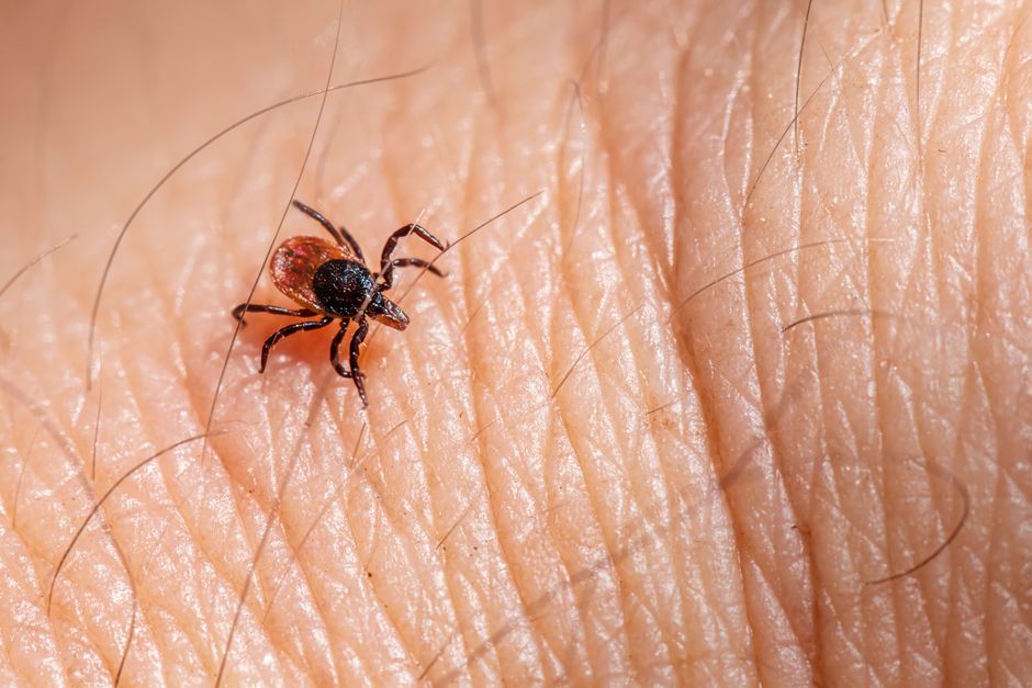 Borrelia Miyamotoi : Le Mystère d'une Maladie Rare Transmise par les Tiques